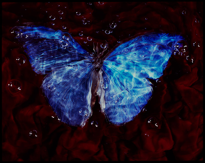 Breeding Art Studio-Bred Endangered Butterflies in Vanitas Underwater Photography