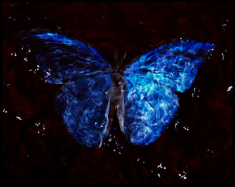 Vanitas Revived: Endangered Butterfly Photography Submerged in Blue Waters