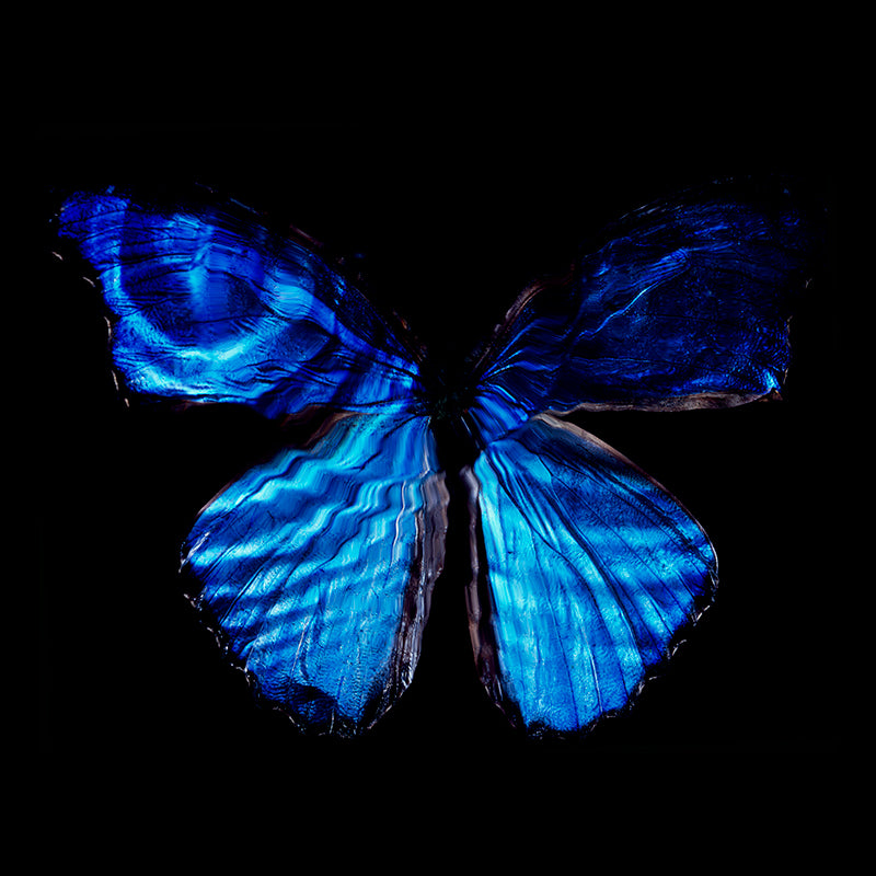 Modern Vanitas Photography of Critically Endangered Species
