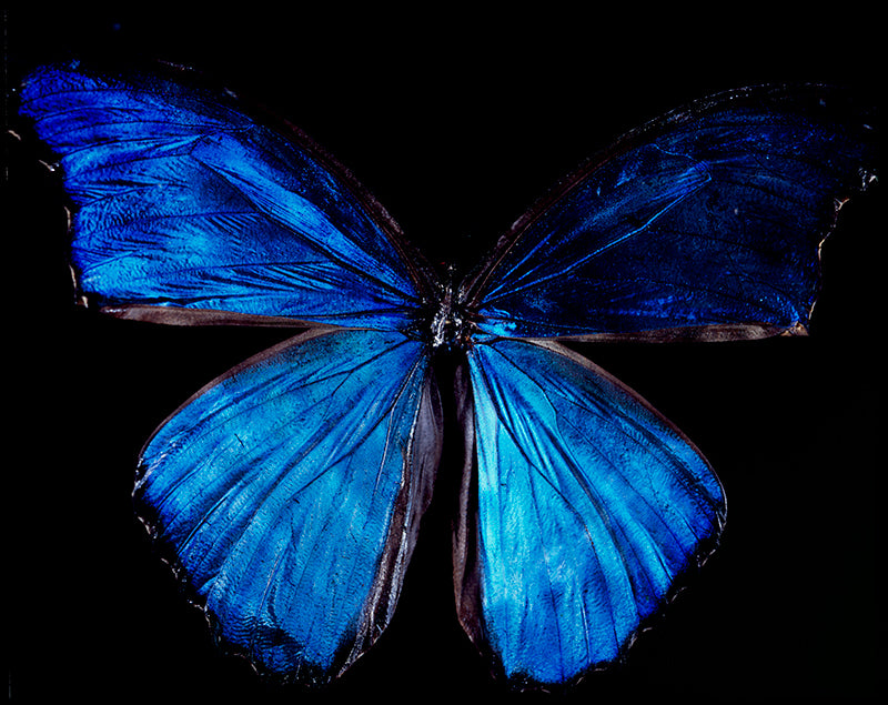 Underwater Overture: Vanitas Photography Showcasing Rare Butterfly Species