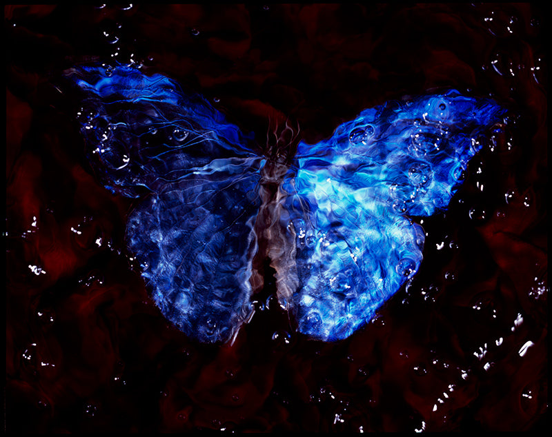 Breeding Conservation: Underwater Vanitas Photography with Endangered Butterflies