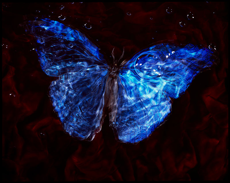 Underwater Ecosystems: Vanitas Photography of Studio-Bred Rare Butterfly Species