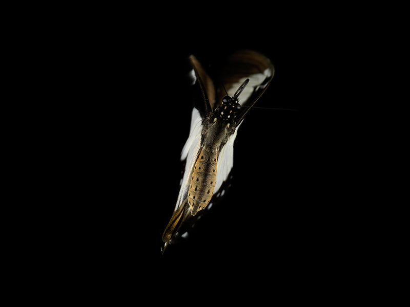 Mystical Metamorphosis: Underwater Butterfly Breeding Series