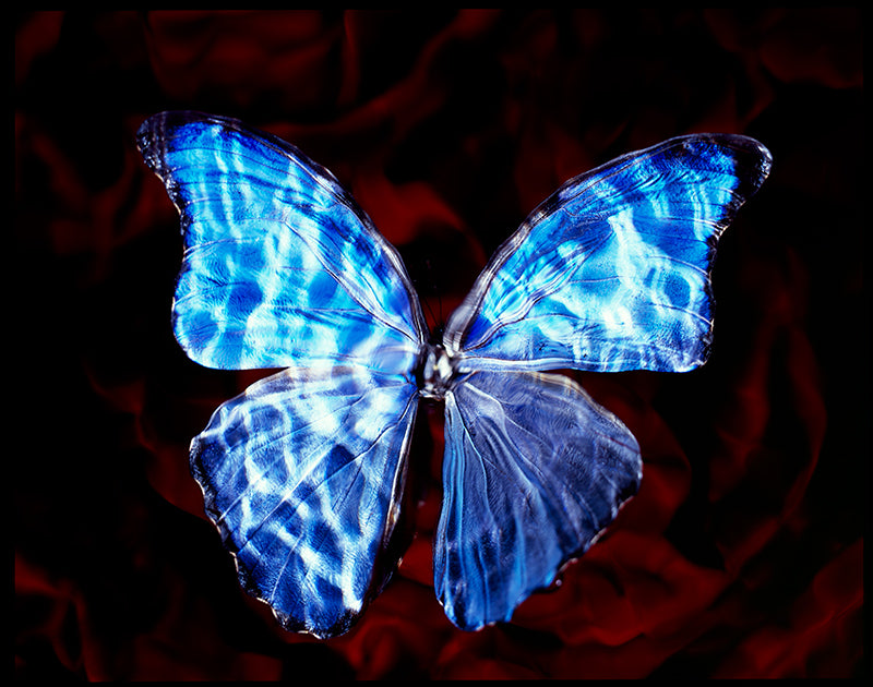 Vanitas Photography Showcasing Rare Butterfly Wings Below the water surface