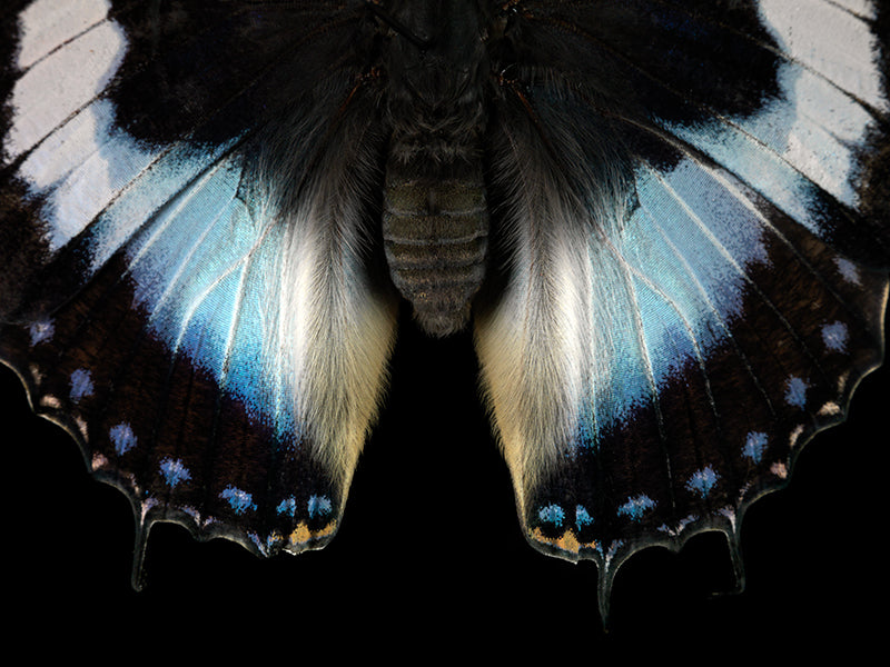 Vanishing Flight: Underwater Art in Reflections of Mortality
