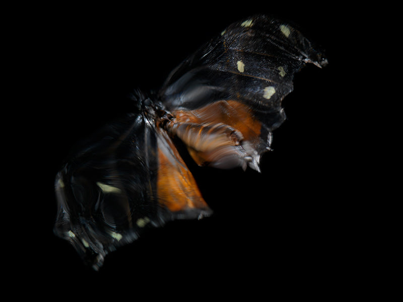 Aquatic Odyssey: Butterfly Breeding in Visual Reflection