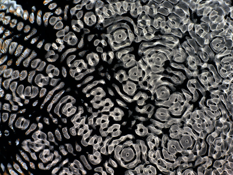 Visual Quest: Gravitational Waves Captured in Cymatics Photography Odyssey
