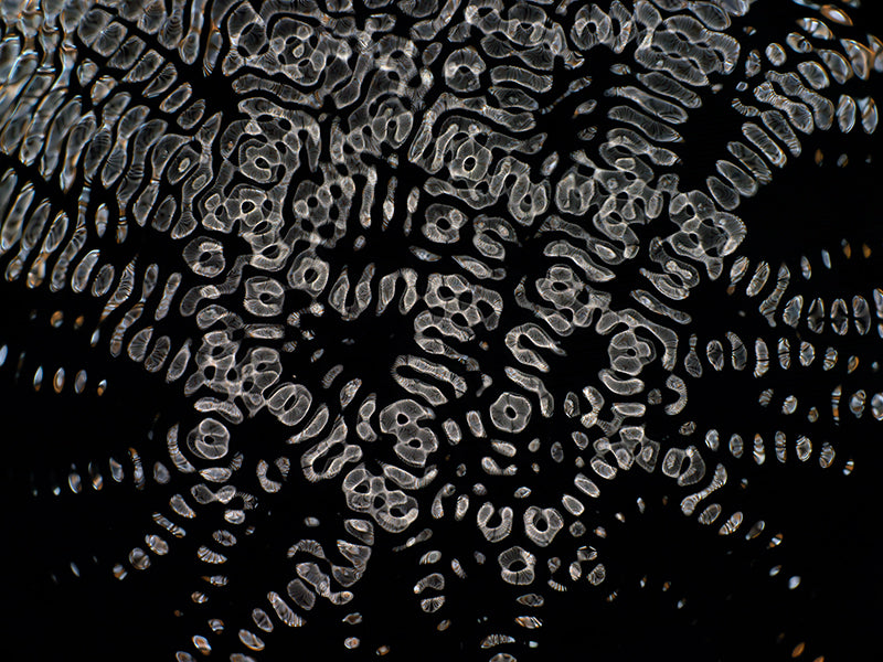Artistic Voyage: Gravitational Waves Explored with Cymatics Photography