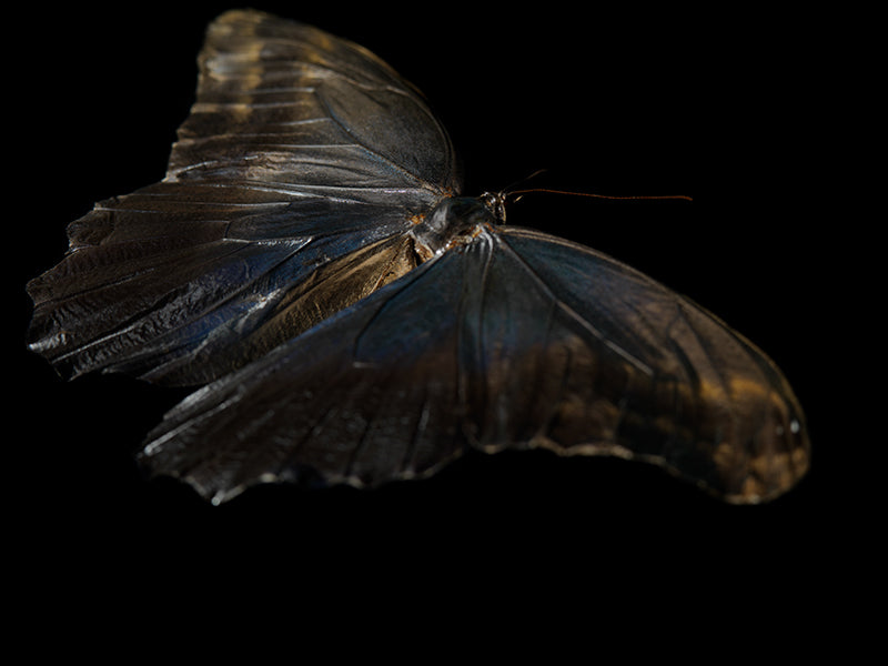 Watercolor Whispers: Butterfly Breeding in Liquid Beauty
