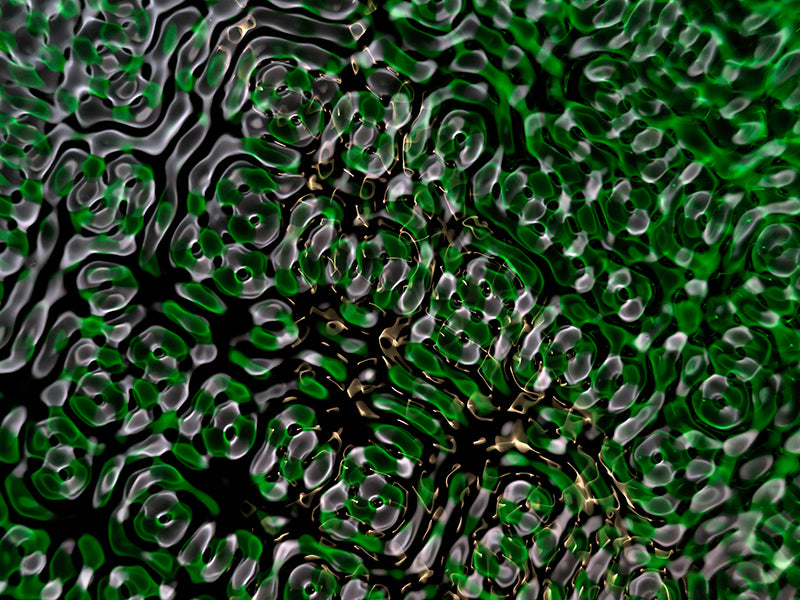 Unique perspectives on gravitational wave research