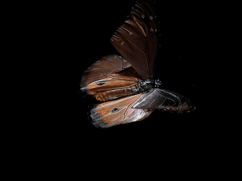 Transient Beauty: Butterfly Breeding in Visual Reflections