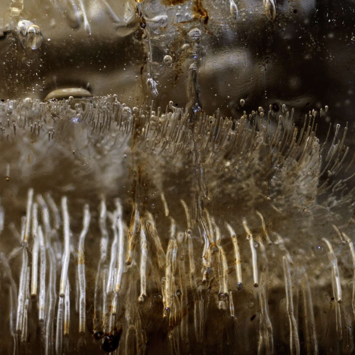 Additional view of Claymore, analogue photograph exploring oil, water and light by Alexander James Hamilton