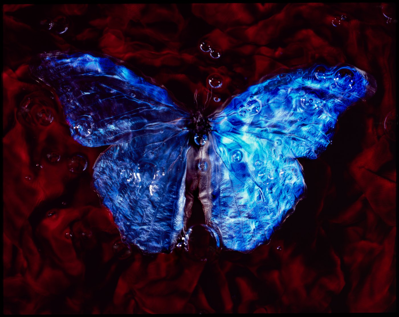 Morpho, Blood & Water - No. I