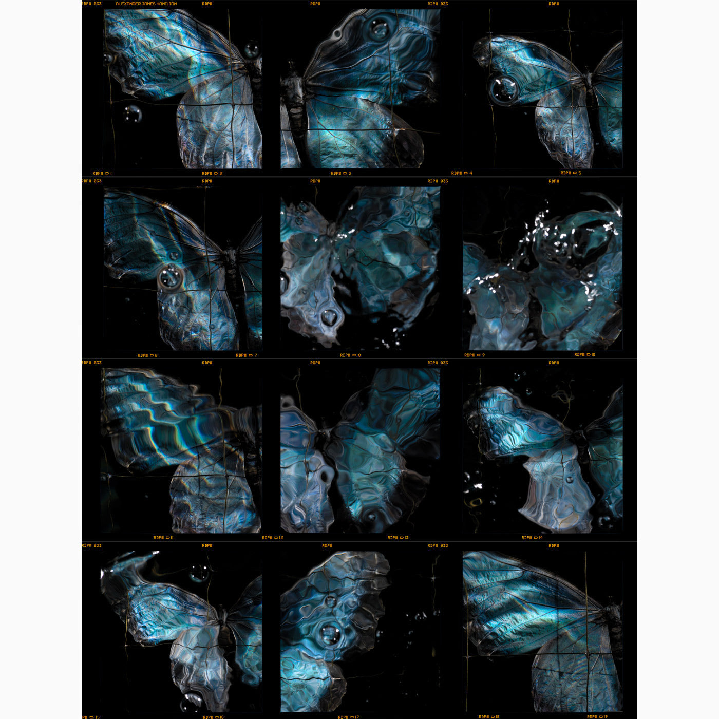 a signature contact sheet print from the Swarm Butterfly series