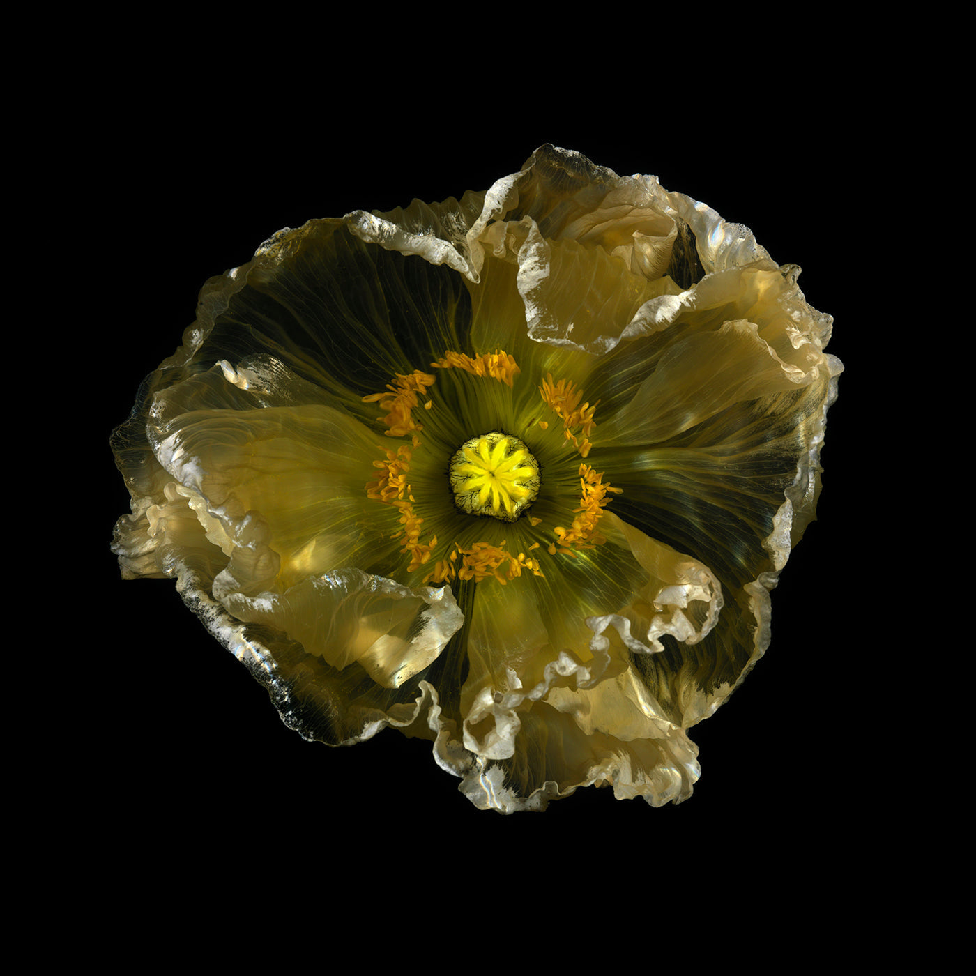 Additional view of Glass Plate 2733, analogue glass photograph by Alexander James Hamilton