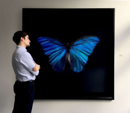 Morpho Amathonte 0220 (AP II)