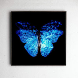 Transparency of a dream No.0813-026, underwater analogue butterfly photograph by Alexander James Hamilton