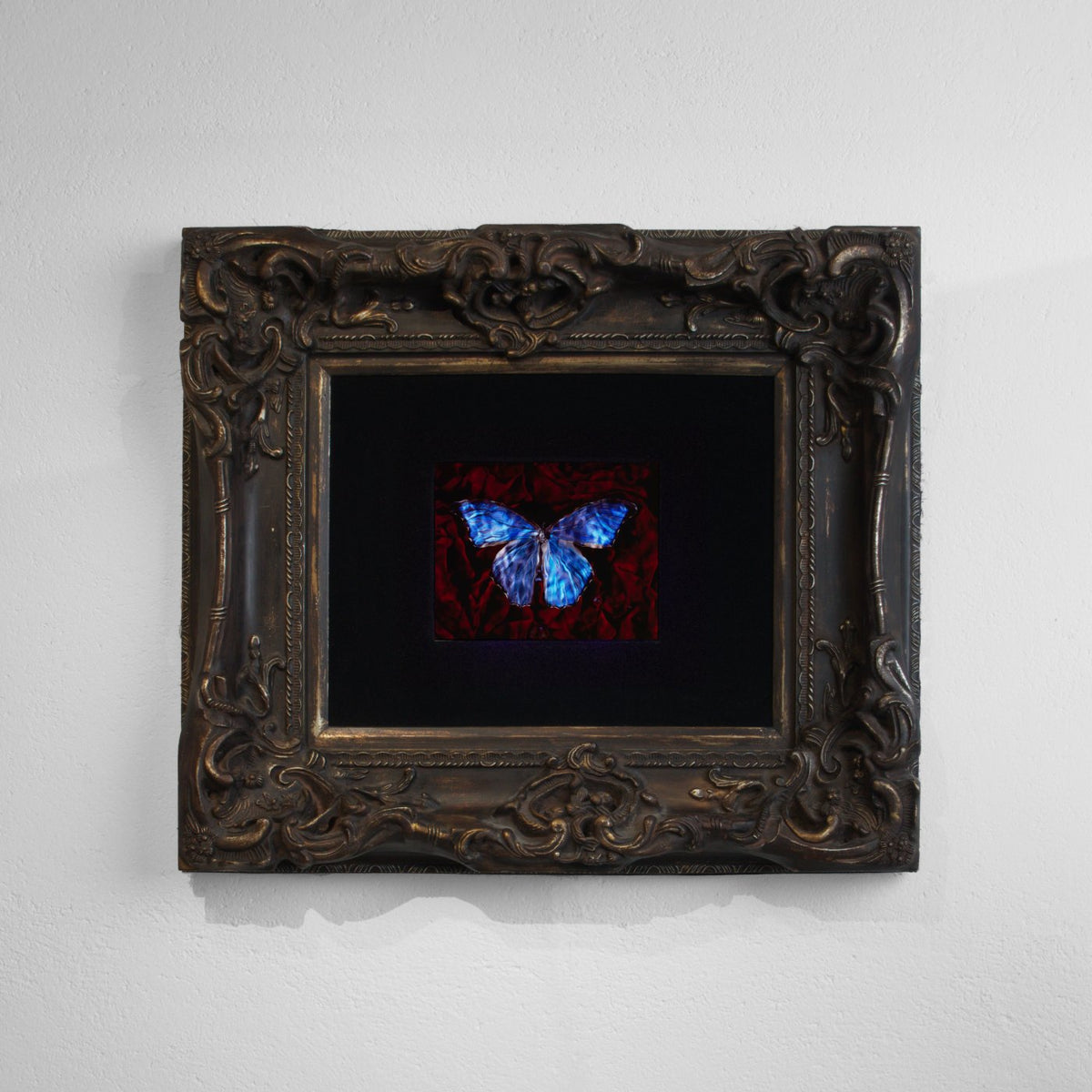 Morpho, Blood & Water - No. II, underwater analogue butterfly photograph by Alexander James Hamilton