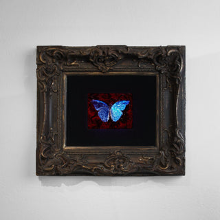 Morpho, Blood & Water - No. III, underwater analogue butterfly photograph by Alexander James Hamilton