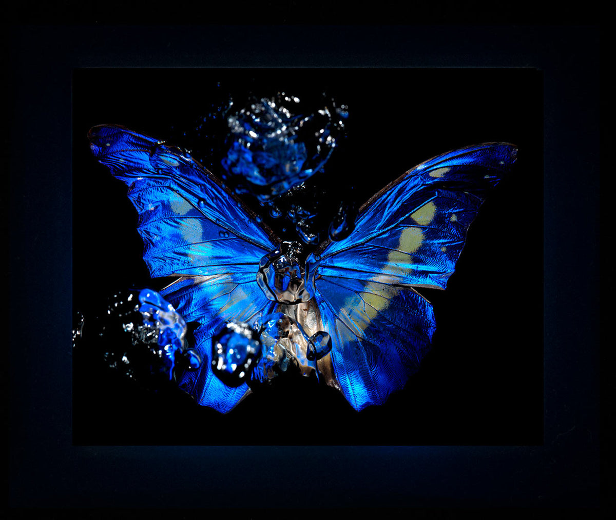 Detail view of Transparency of a dream - No I., underwater analogue butterfly photograph by Alexander James Hamilton