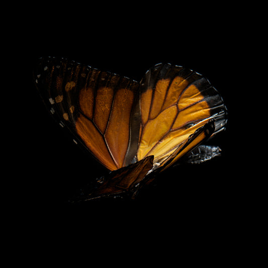 Fluidic Flutter: Underwater Photography of Fluttering Life