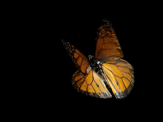 Ephemeral Whispers: Submerged Butterflies in Artistic Eternity