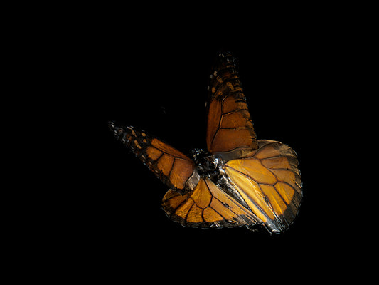 Vanishing Flight: Life and Mortality in Underwater Art