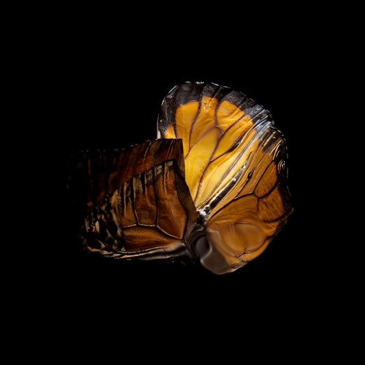 Aquatic Ballet: Butterfly Breeding in Liquid Tranquility