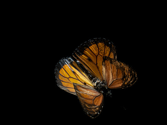 Submerged Symphony: Underwater Photography of Life's Transience