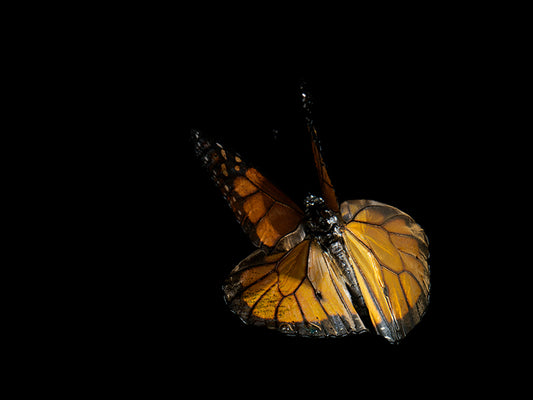 Aqueous Essence: Butterfly Breeding in Visual Reflections