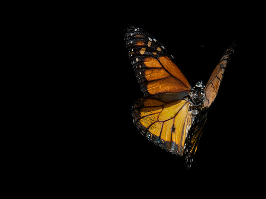 Liquid Lullaby: Life and Mortality in Submerged Butterflies
