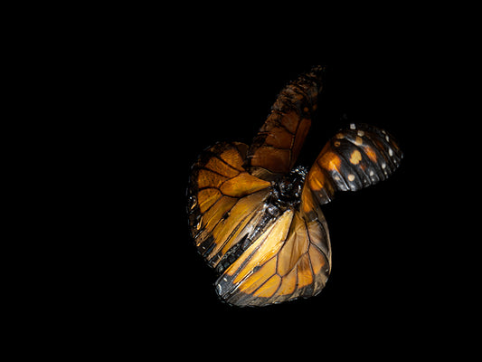 Waterborne Wings: Underwater Photography of Ethereal Beauty