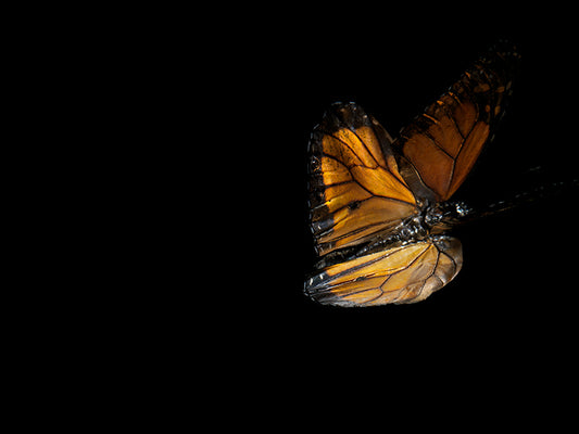Mortal Mosaic: Butterfly Breeding in Liquid Time
