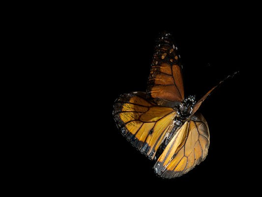 Vanishing Wingspan: Submerged Butterflies in Artistic Reflection
