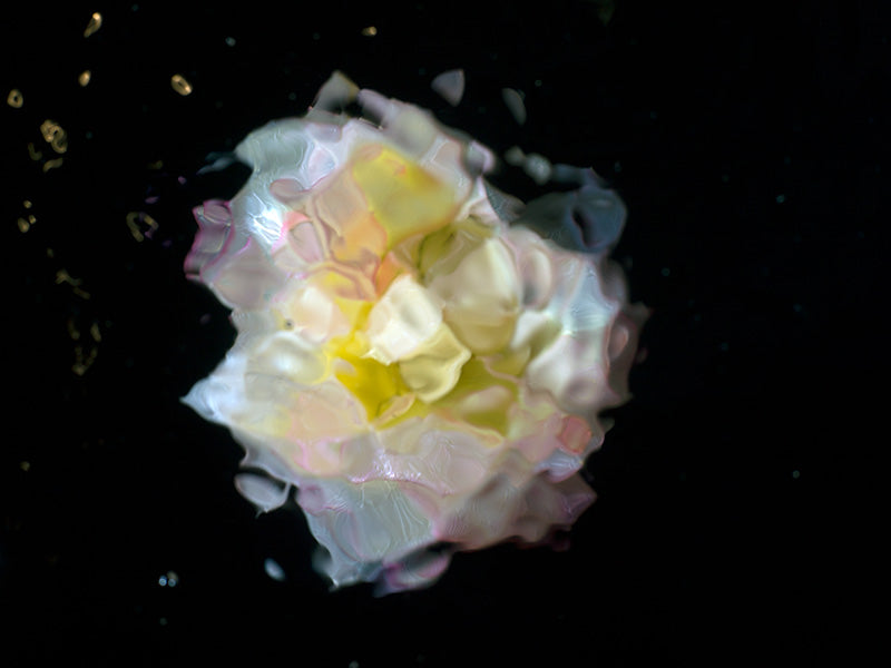 Translucent Elegance Ethereal Underwater Flower Photography