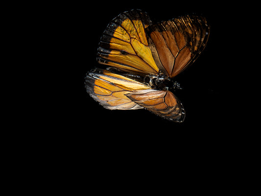 Fluidic Flutters: Butterfly Breeding in Visual Tranquility