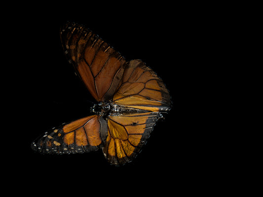Ephemeral Wings: Submerged Butterflies in Liquid Elegance
