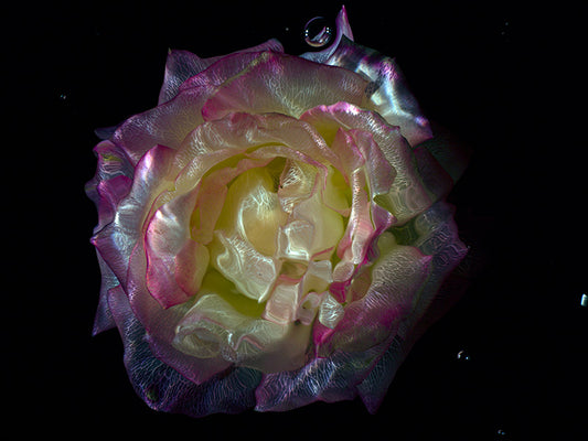 Underwater Refinement Glass Flower Specimens in Deep Black