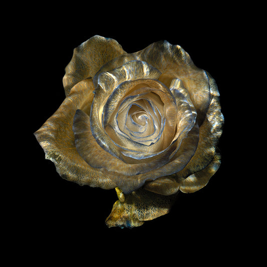Botanical Brilliance Transparent Rose and Poppy Collection