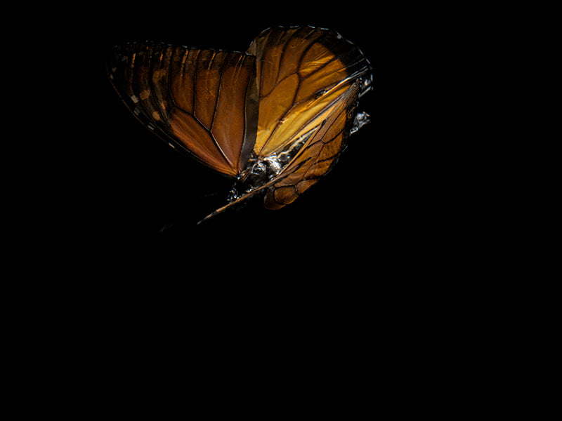 Beneath the Surface: Underwater Photography of Visual Harmony