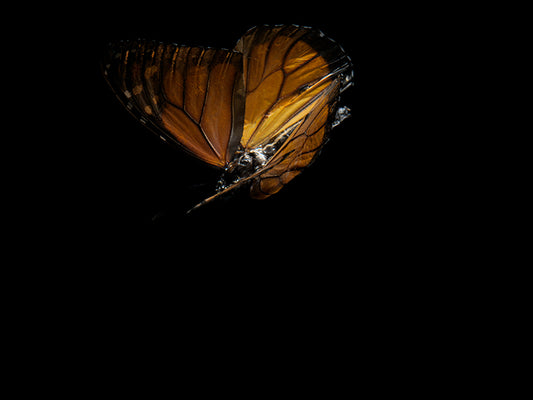 Beneath the Surface: Underwater Photography of Visual Harmony