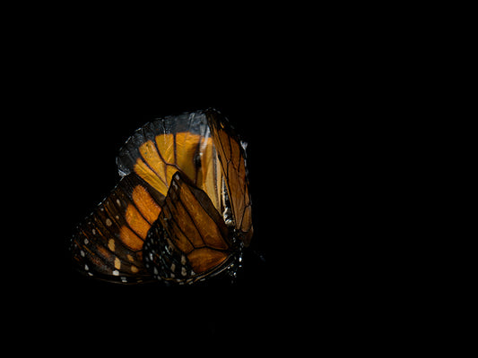 Watercolor Whispers: Butterfly Breeding in Liquid Tranquility