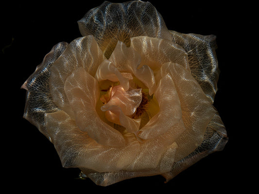 Ethereal Blossoms: Intriguing Transparent Underwater Flora