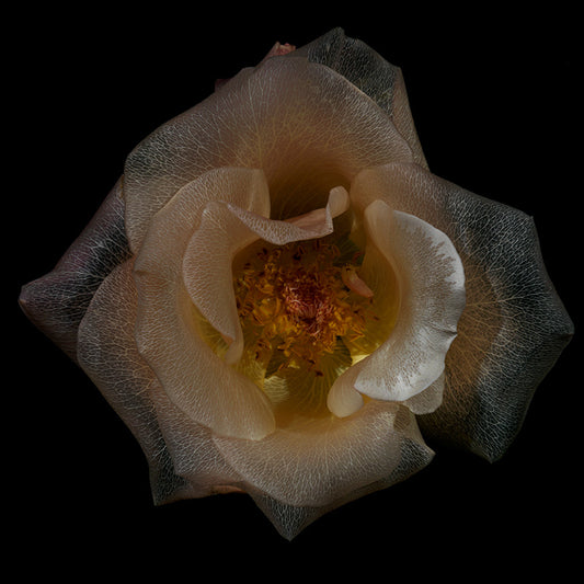Botanical Transparency: Stunning Glass Flower Series