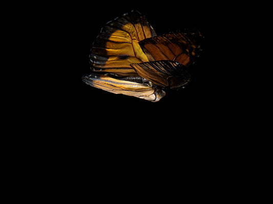 Aquatic Ballet: Underwater Photography of Fluttering Butterflies