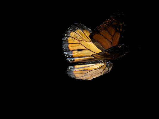 Vanishing Beauty: Butterfly Breeding in Visual Harmony