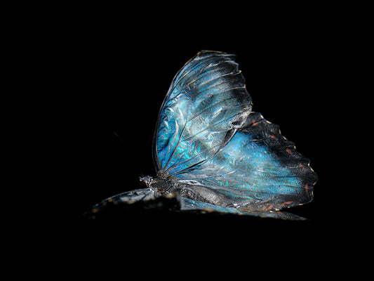 Fluidic Portraits: Butterfly Breeding in Liquid Time