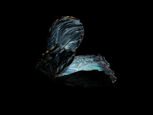 Aqueous Metamorphosis: Submerged Butterflies in Liquid Tranquility