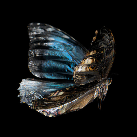 Submerged Serenade: Underwater Photography of Ethereal Beauty