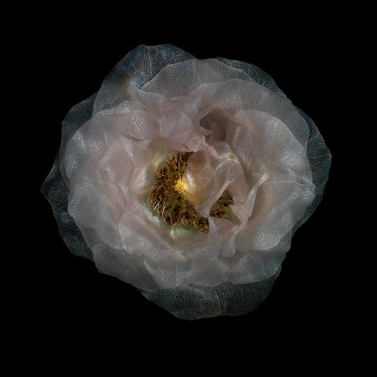 Glassy Flower Serenity Tranquil Underwater Floral Series